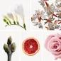 Preview: Duftnoten: Freesie, Jasmin, Blutorange, Rose, Johanisbeerknospe Preview: Duftnoten: Freesie, Jasmin, Blutorange, Rose, Johanisbeerknospe